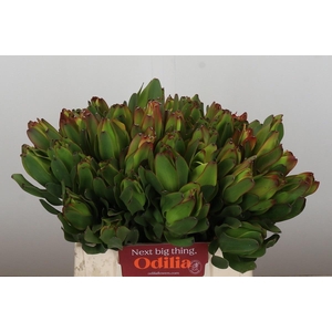 LEUCAD LAUREL YELLOW