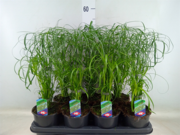 <h4>Cyperus alternifolius</h4>