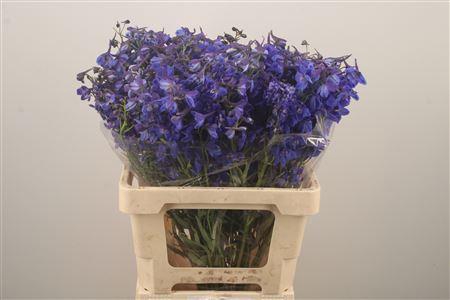 <h4>Delph En Donna Blue</h4>