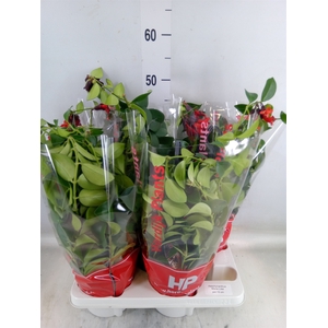 Aeschynanthus  'Mona Lisa'