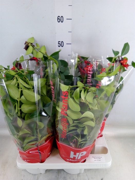 <h4>Aeschynanthus  'Mona Lisa'</h4>