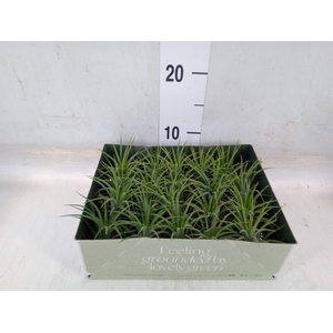 Tillandsia