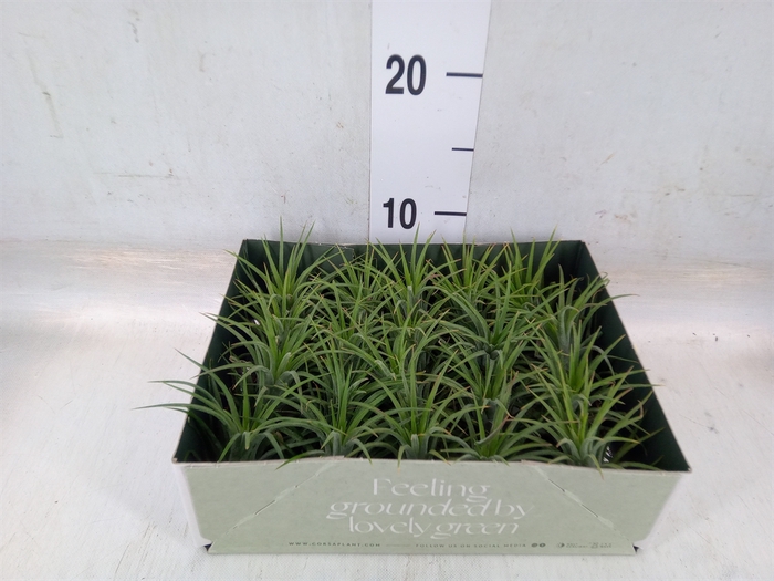 <h4>Tillandsia</h4>