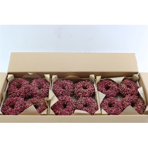 Wr Schinus 12cm X36