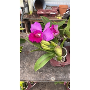 CATTLEYA