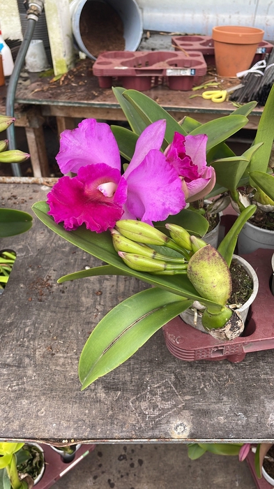 <h4>CATTLEYA</h4>