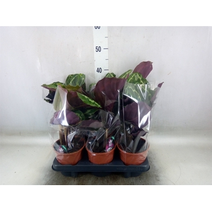 Calathea  'Medallion'
