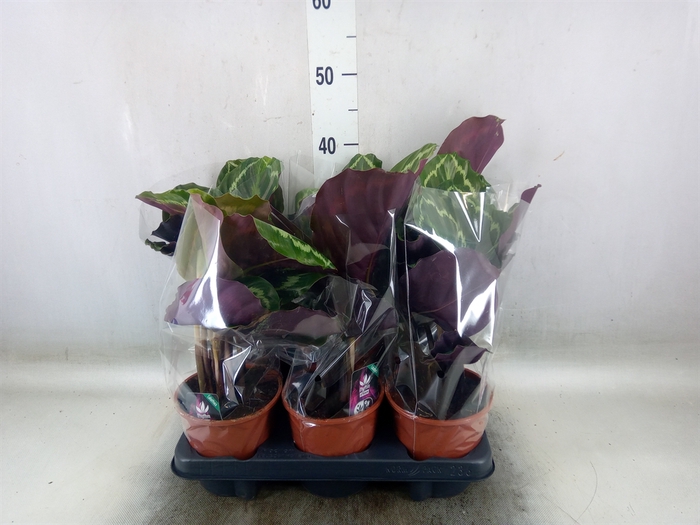 <h4>Calathea  'Medallion'</h4>