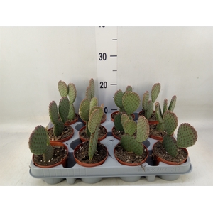 Opuntia microdasys
