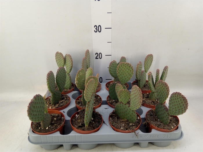<h4>Opuntia microdasys</h4>