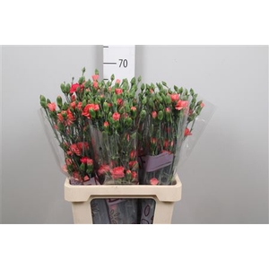 Di Tr Orange Amelie (x60)