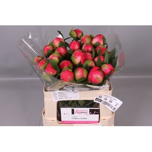Paeonia Coral Charm