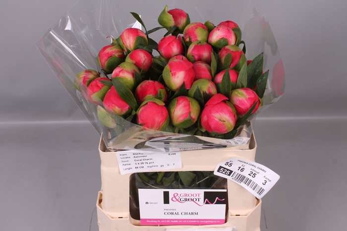 <h4>Paeonia Coral Charm</h4>