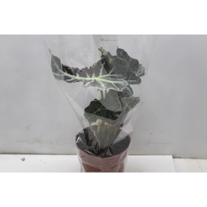 ALOCASIA POLLY P17