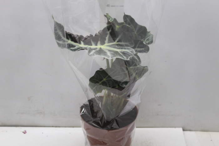 <h4>ALOCASIA POLLY P17</h4>