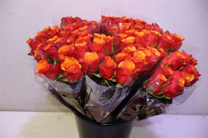 <h4>R Gr Espana X10</h4>