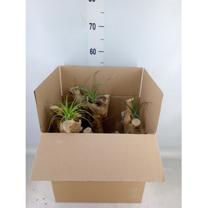 Arr.  Tillandsia H%