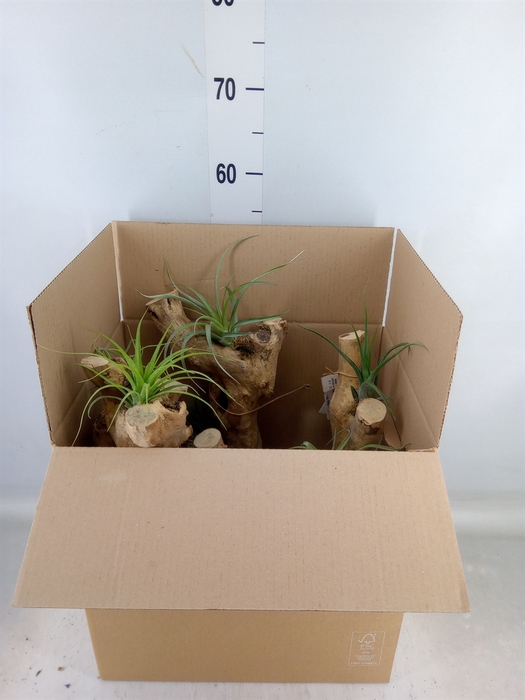 <h4>Arr.  Tillandsia H%</h4>