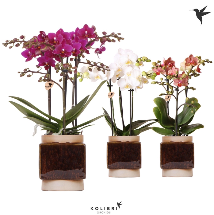 <h4>Kolibri Orchids Phalaenopsis mix 3 spike in Classy Cube pot</h4>