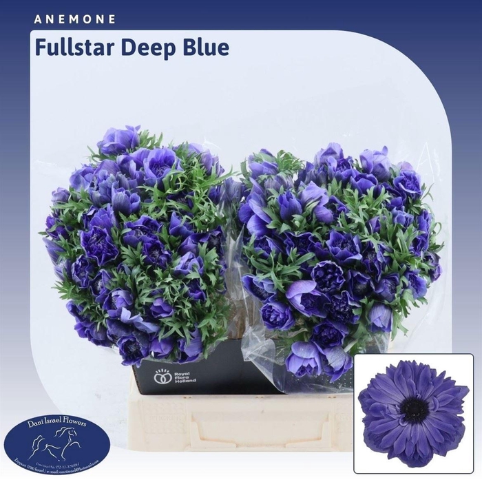 <h4>Anem Co Fstar D Blue</h4>