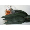 STRELITZIA LONG EXTRA