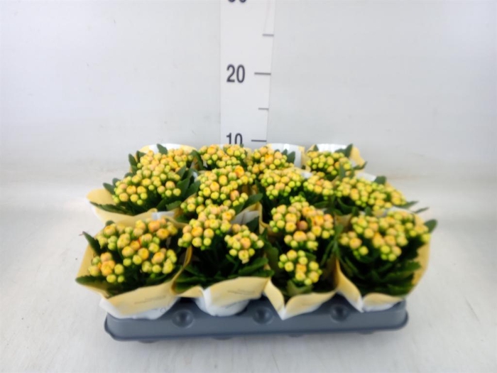 <h4>Kalanchoe  'MoreFlow Lausanne'</h4>
