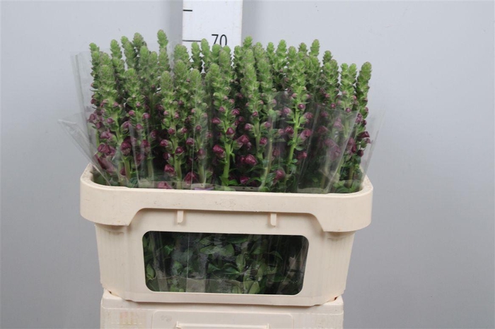 <h4>Antir Mary Red</h4>