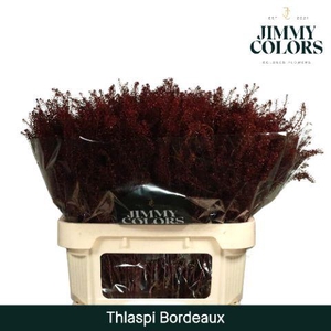 Thlaspi gekleurd Klbh. Bordeaux