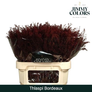 Thlaspi gekleurd Klbh. Bordeaux