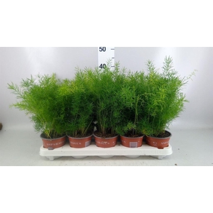 Asparagus dens. 'Sprengeri'