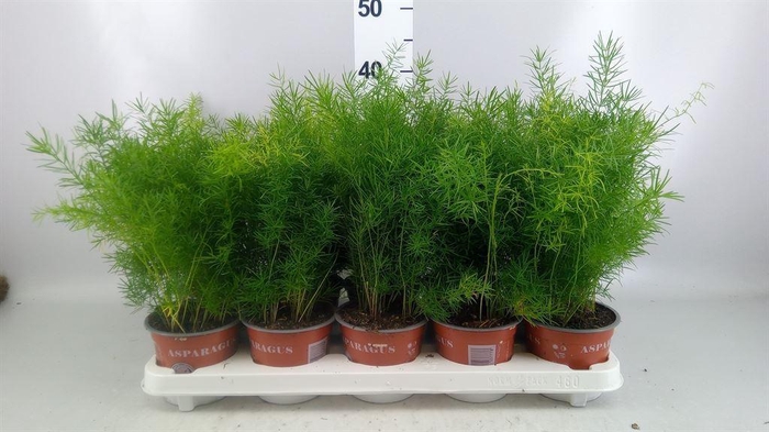 <h4>Asparagus dens. 'Sprengeri'</h4>
