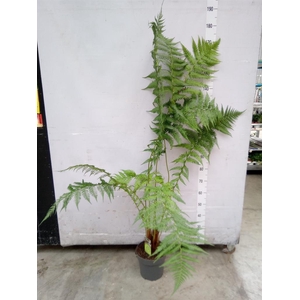 Dicksonia antarctica