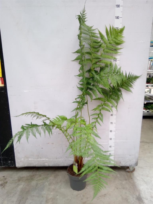 <h4>Dicksonia antarctica</h4>