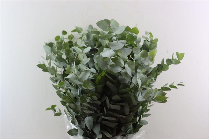 <h4>Euca Cinerea 400gr P Bunch</h4>