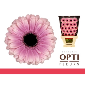 Germini Esmee Diamond