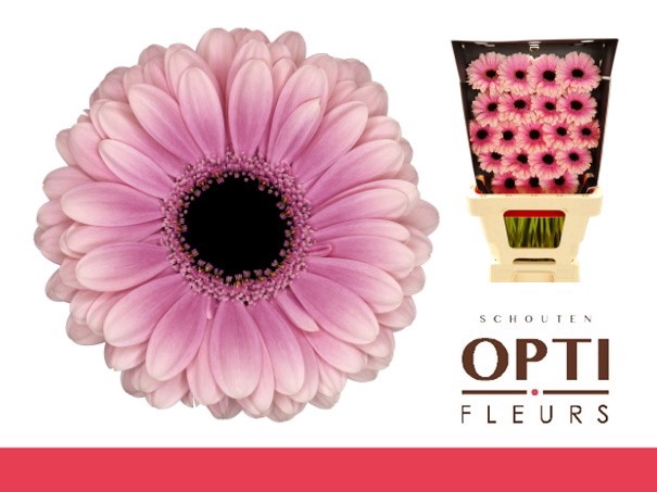 <h4>Germini Esmee Diamond</h4>