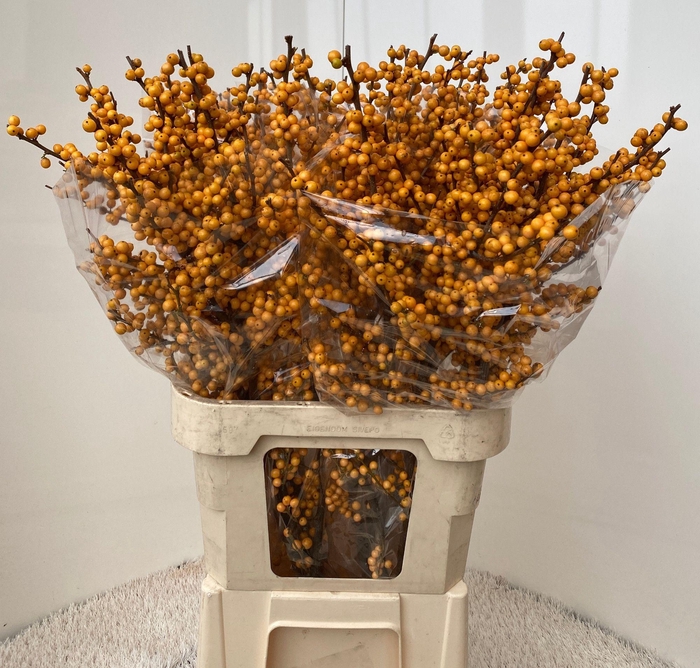 <h4>ILEX VE GOLD VERBOOM</h4>