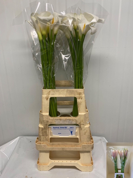 <h4>Zant Ae Innocence</h4>