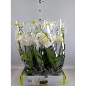 Phalaenopsis   ...white