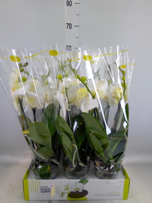 <h4>Phalaenopsis ...white</h4>