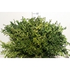 Buxus 55 Cm Per Tak