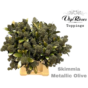 SKIMMIA METALLIC OLIVE