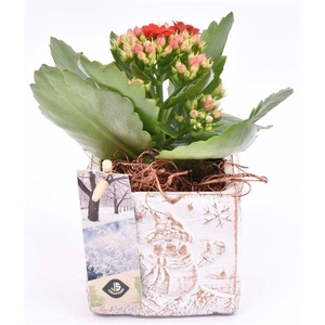 Cement met opdruk mix 9cm