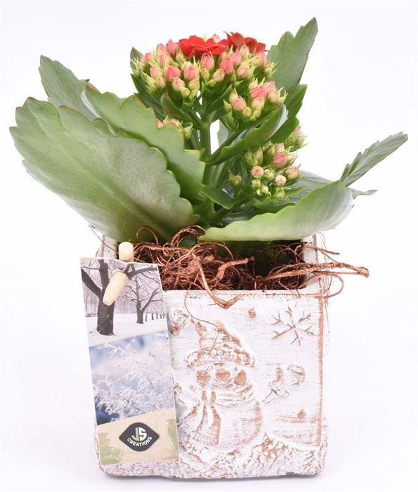 <h4>Cement met opdruk mix 9cm</h4>