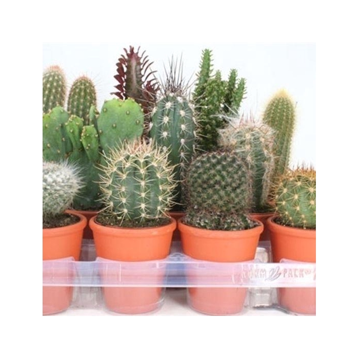 <h4>CACTUS GEM</h4>