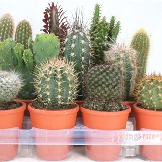 <h4>CACTUS GEM</h4>