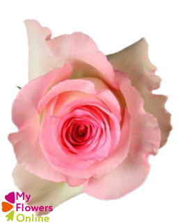 <h4>R Gr Mandala Bicolor 50cm EC</h4>