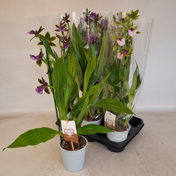 <h4>ZYGOP LOUISENDORF</h4>