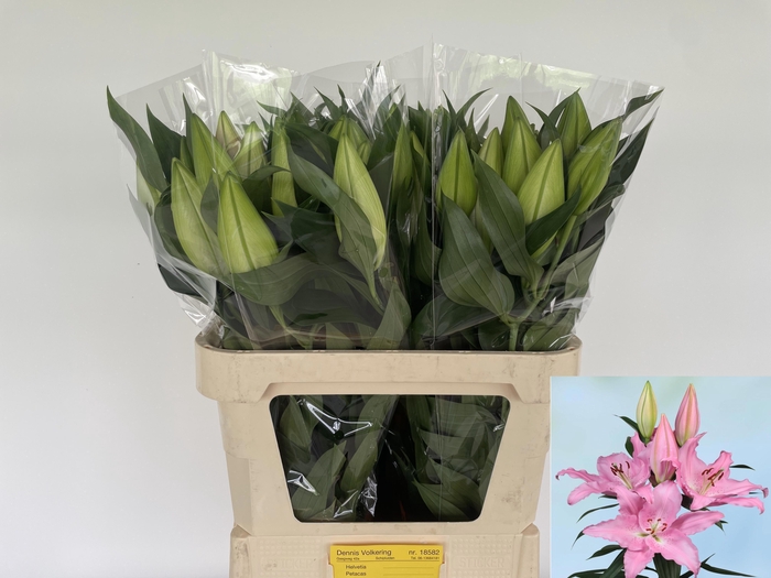 <h4>Li Or Catemaco</h4>