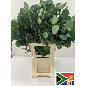 EUC POPULUS BLAD PB -ZA-BUSH